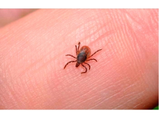 ¡Dile adiós a los piojos, de forma natural!