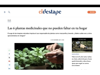 Las 6 plantas medicinales que no pueden faltar en tu hogar