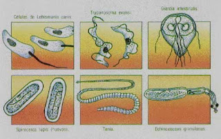 5 ALIMENTOS PARA DESTRUIR PARASITOS INTESTINALES NATURALMENTE