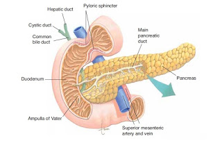 5 plantas medicinales que ayudan a controlar la diabetes