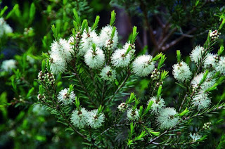 ACEITE DE ÁRBOL DEL TÉ