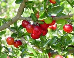 ACEROLA PARA POTENCIAR LAS DEFENSAS