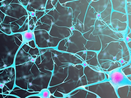 Acetilcolina: facilitación entre neuronas