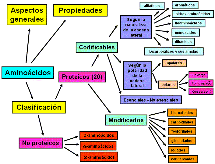AMINOACIDOS