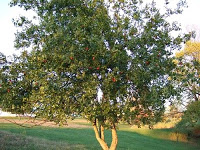 AZULFAIFO (ZIZYPHUS JUJUBA LAM)