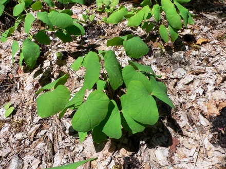 Berberina