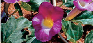 BOTIQUIN FITOTERAPEUTICO: ALTERNATIVAS NATURALES