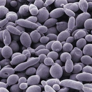 CANDIDA: Remedios Naturales