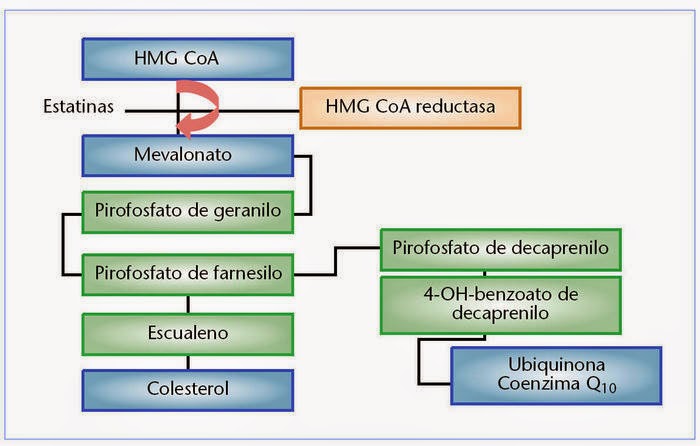 COENZIMA Q10: QUÉ ES Y QUÉ BENEFICIOS TIENE