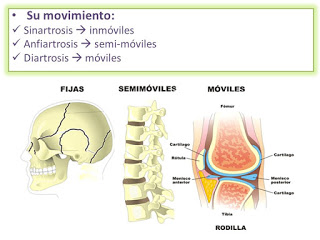 ¿CÓMO AYUDAR A MANTENER UNA BUENA SALUD ARTICULAR?