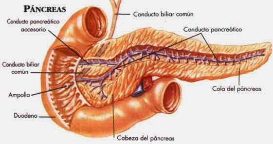 COMO CUIDAR TU PANCREAS DE FORMA NATURAL