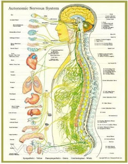COMO LA OSTEOPATIA CURA INFLAMACIONES