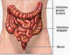 COMO LIMPIAR LOS INTESTINOS DE MANERA NATURAL