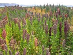 ¿CONOCES LA QUINOA?