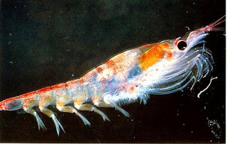 CONOCES LOS BENEFICIOS DEL ACEITE DE KRILL