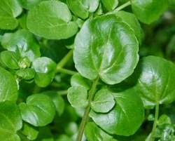 ¿CONSUMIMOS SUFICIENTES 'SUPER' VERDURAS 