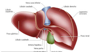 CUIDA TU HIGADO