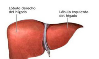 Descubre los alimentos con propiedades desintoxicantes