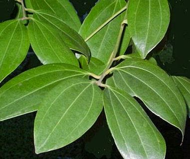 EFECTOS DESCONOCIDOS DE LA CANELA