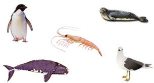 EL ACEITE DE KRILL, FUENTE DE ANTIOXIDANTES Y GRASAS SALUDABLES