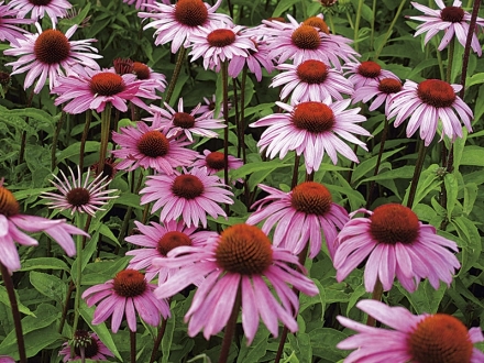 El efecto de Echinacea sobre la prevención o el tratamiento de COVID-19 y otras infecciones del tracto respiratorio en humanos.