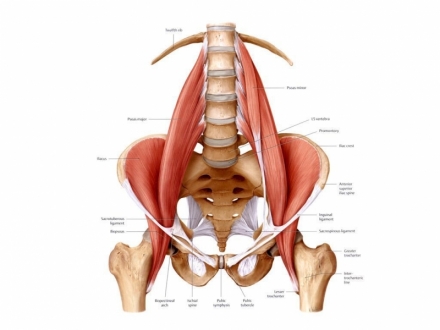 El Psoas Ilíaco como clave del dolor lumbar