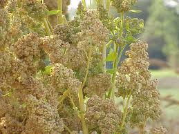 ENSALADA DE QUINOA. UN TESORO DE LOS  VEGETARIANOS