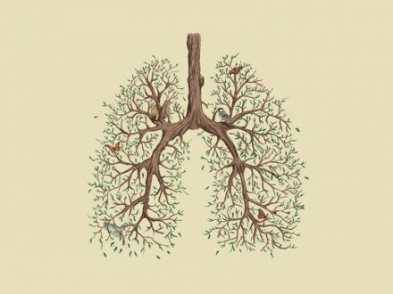 Evaluación de la función pulmonar después del tratamiento de manipulación osteopática frente a la rehabilitación pulmonar estándar en una población sana.