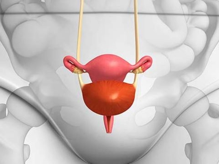 Fitoterapia en Adultos con Cistitis Recidivante