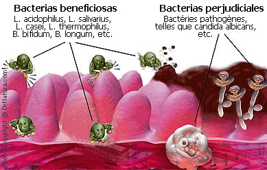 FLORA INTESTINAL, APRENDER A CUIDARLA