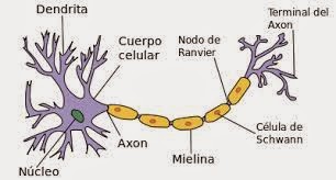 GIMNASIA CEREBRAL