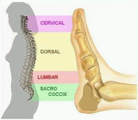 LA COLUMNA VERTEBRAL EN EL PIE