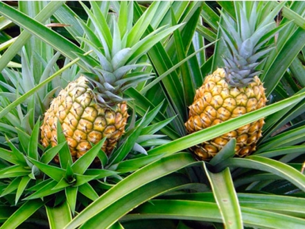 La enzima única de la piña que es capaz de evitar los coágulos