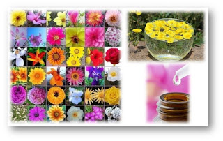 LA EVOLUCION DE LA TERAPIA FLORAL, RECUPERANDO NUESTRA MEMORIA