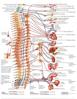 LA RELACIÓN DE LA COLUMNA VERTEBRAL CON LAS EMOCIONES