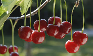 Las diez frutas que más beneficios pueden proporcionar a tu salud
