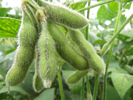 Los 7 alimentos con más isoflavonas