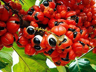 Los increibles beneficios del GUARANA y sus contraindicaciones