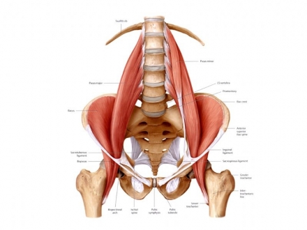 Manipulación osteopática: energía muscular y procedimientos para el  músculo psoas