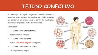 ¿POR QUÉ EL MASAJE DE TEJIDO CONJUNTIVO?