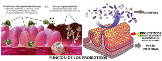 PROBIOTICOS : SU IMPORTANCIA PARA LA SALUD Y LA LONGEVIDAD