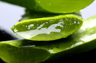 Propiedades del aloe vera