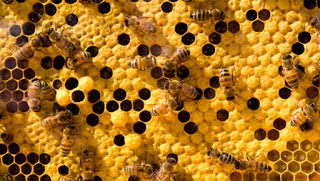 PROPOLIS, DEFENSOR DEL TU ORGANISMO