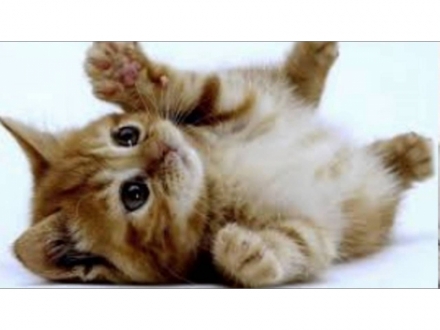 Reiki para animales