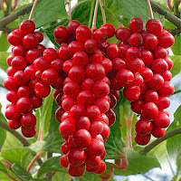 SCHIZANDRA, LA BAYA ESTIMULANTE