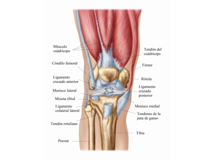 Tendinitis  Rotuliana y sus Claves