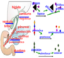 TERAPIA ENZIMATICA