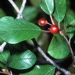 USOS MEDICINALES DE LA FRANGULA (RHAMNUS FRANGULA)