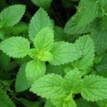 USOS MEDICINALES DE LA MENTA PIPERITA (MENTHA PIPERITA)